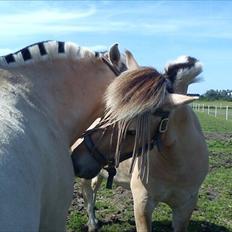 Fjordhest Herkules (Kulle)