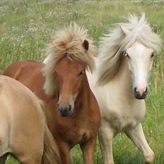 Islænder Bjørk fra Østrup