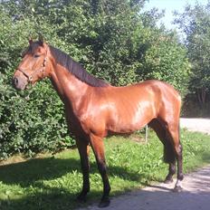 Dansk Varmblod DM's Cancan