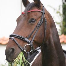 Oldenborg Prins Hamlet 387 † R.I.P †