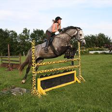 Dansk Varmblod Cavallo