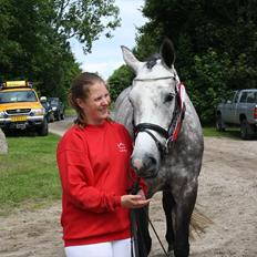 Dansk Varmblod Cavallo