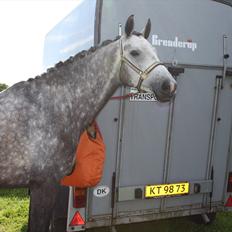 Dansk Varmblod Cavallo