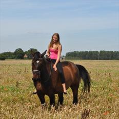 Dansk Varmblod Marco Bell