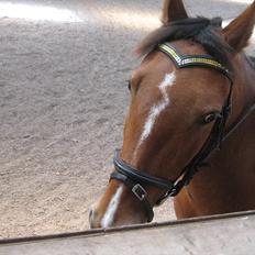 Anden særlig race philina