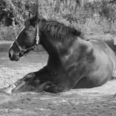 Anden særlig race Poseidon