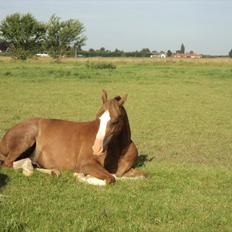 Hollandsk Sportspony U-peter