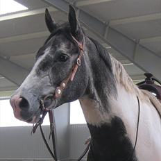 Anden særlig race Skullerup´s Jackpot