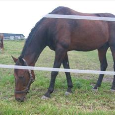 Anden særlig race Parcas