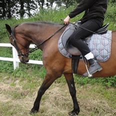 Anden særlig race Parcas