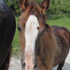 Welsh Cob (sec D) Hvedholms William