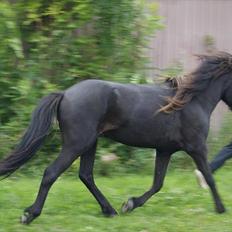 Islænder Blængur fra Lyskjær