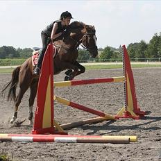 New Forest Orchid's Champer<3 solgt :'-(