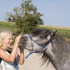 Dartmoor Mannerups Blue Willow