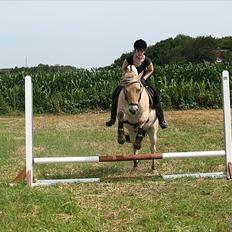 Fjordhest Tjalfe Fjordvang<3