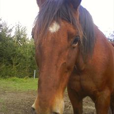 Anden særlig race Luckas