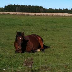 Anden særlig race Luckas