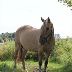 Anden særlig race Smølfie