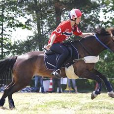 Norsk Sportspony Flying Amy