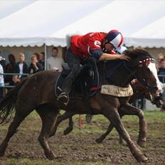 Norsk Sportspony Flying Amy