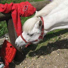 Anden særlig race Sally