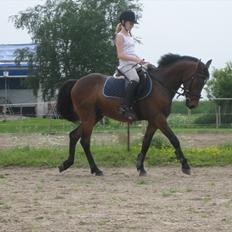 Anden særlig race Lillelunds Polle