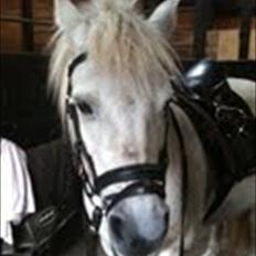 Anden særlig race Sally