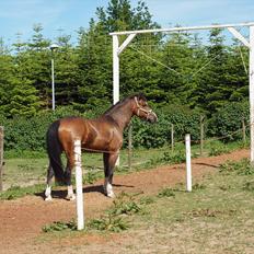 New Forest Orchid´s Jester 2