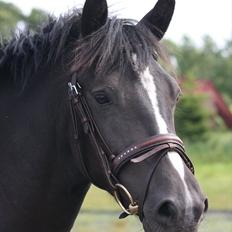 New Forest Holmens Victoria