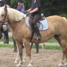 Haflinger Gråbjerghøjs Svea