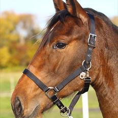 Dansk Varmblod Teglgårdens Rafaella