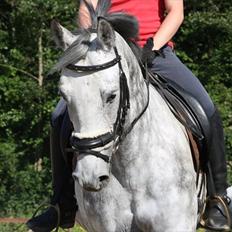 Dansk Varmblod Artimis A' Fenris