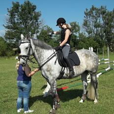 Dansk Varmblod Artimis A' Fenris