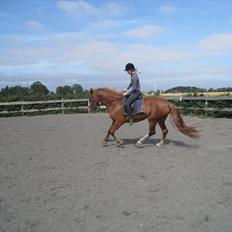 Frederiksborg Hyldekærs Cassandra