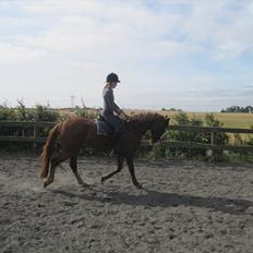 Frederiksborg Hyldekærs Cassandra