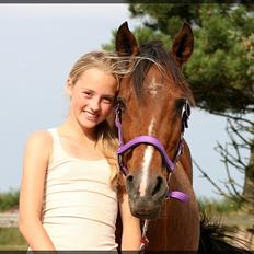 Hollandsk Sportspony Phebie