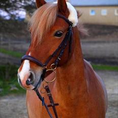 Haflinger Fusentast