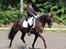 New Forest Elmholts Education A-pony (solgt) - Viborg juni 2011
