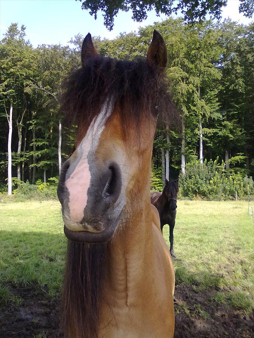 Irish Cob Crossbreed Nova<3 - 30/7-11 <3 billede 8