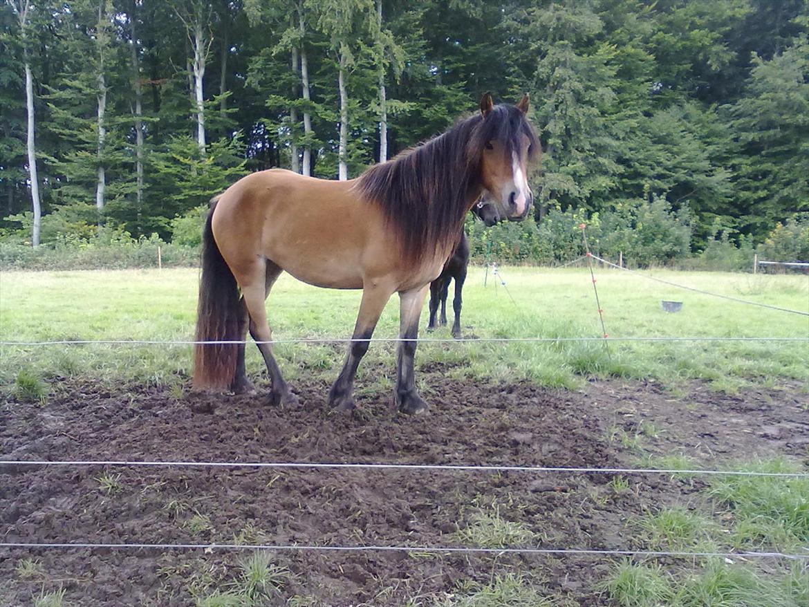 Irish Cob Crossbreed Nova<3 - 30/7-11 <3 billede 9