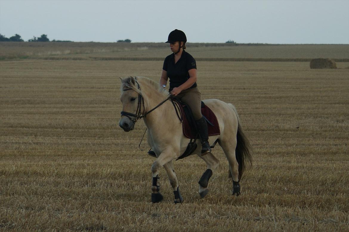 Fjordhest Linnfin Vinstrup billede 15
