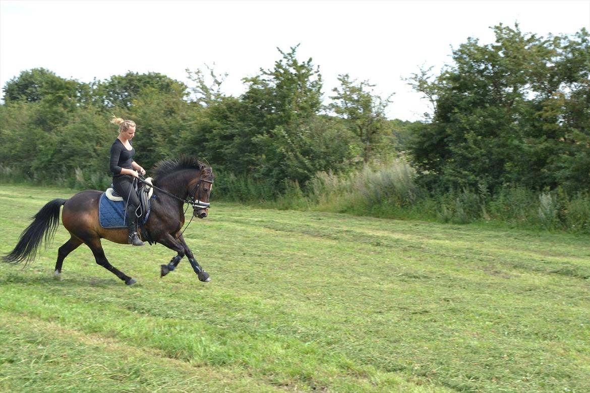 Anden særlig race • Lucas • Min Romkugle • Foldbums • - Dressur træning d.03-08-2011 (: <3
*elsker dig pony!* billede 17