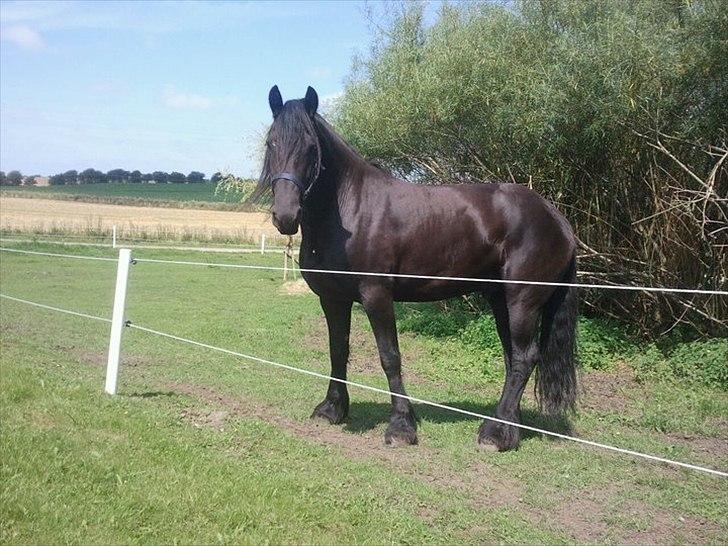 Frieser Meiko van Rhauderfehn ( Tidligere lånehest) billede 14