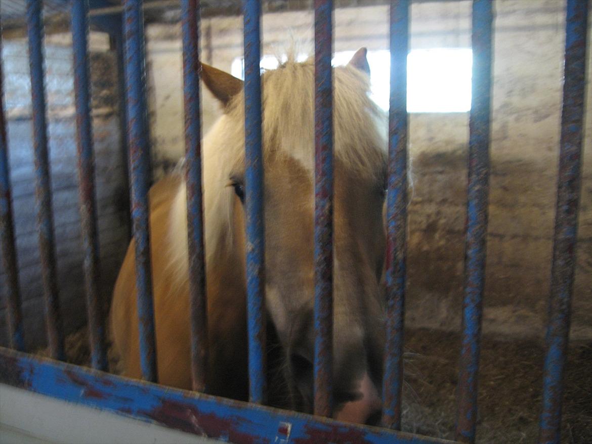 Haflinger August Svandborg  - Velkommen til Augusts profil!;) billede 1