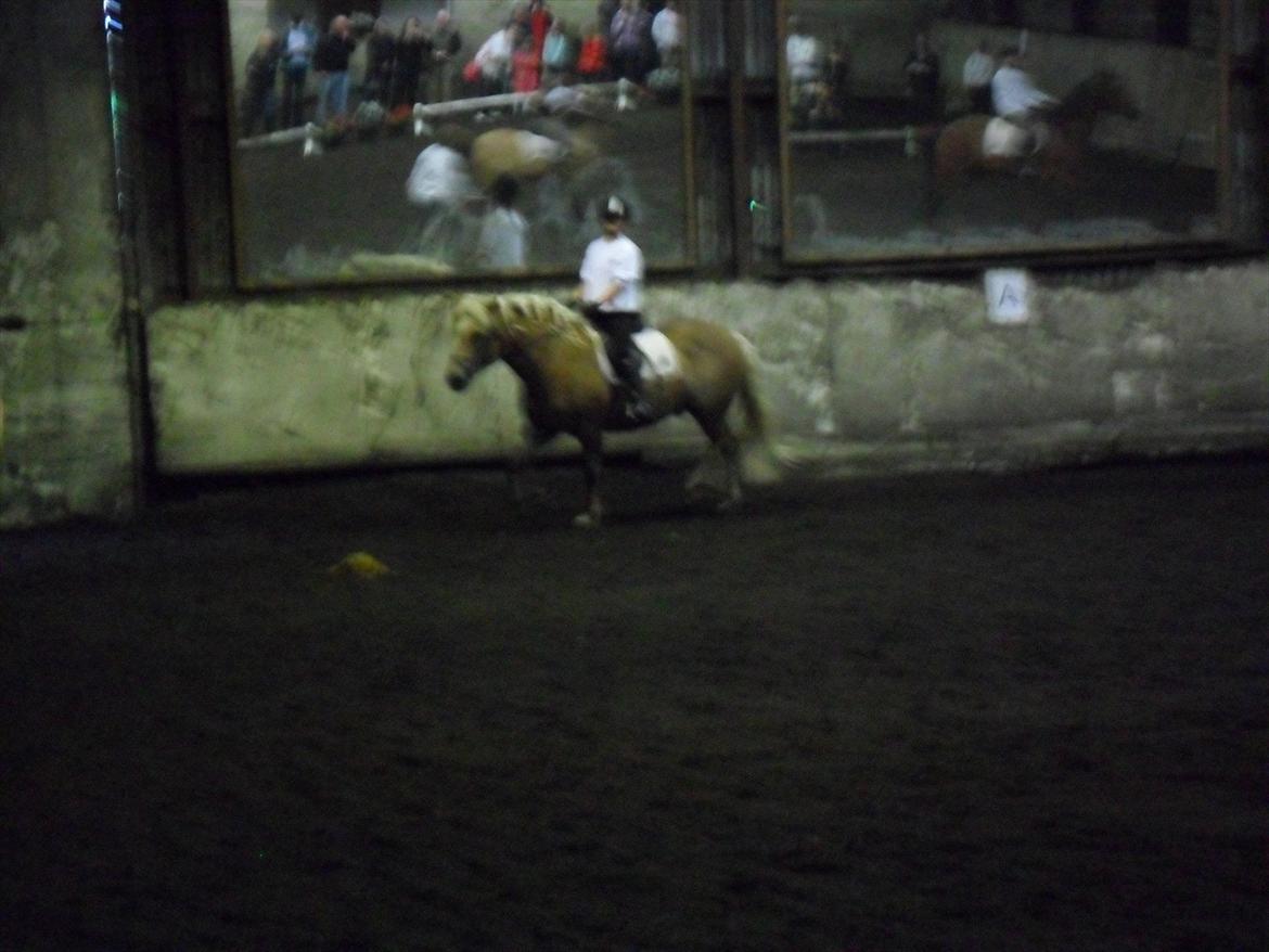 Haflinger August Svandborg  - Til mini stævne på ridskolen billede 2