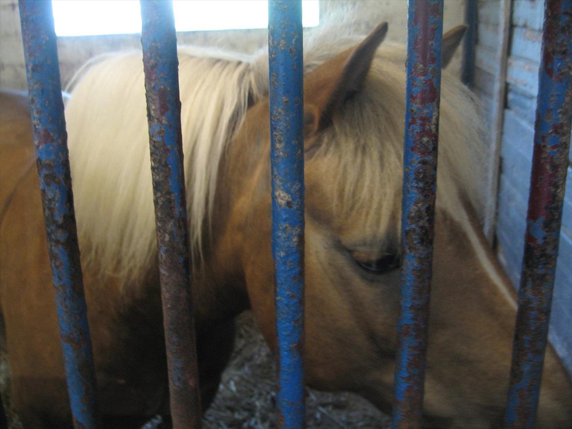 Haflinger August Svandborg  billede 3