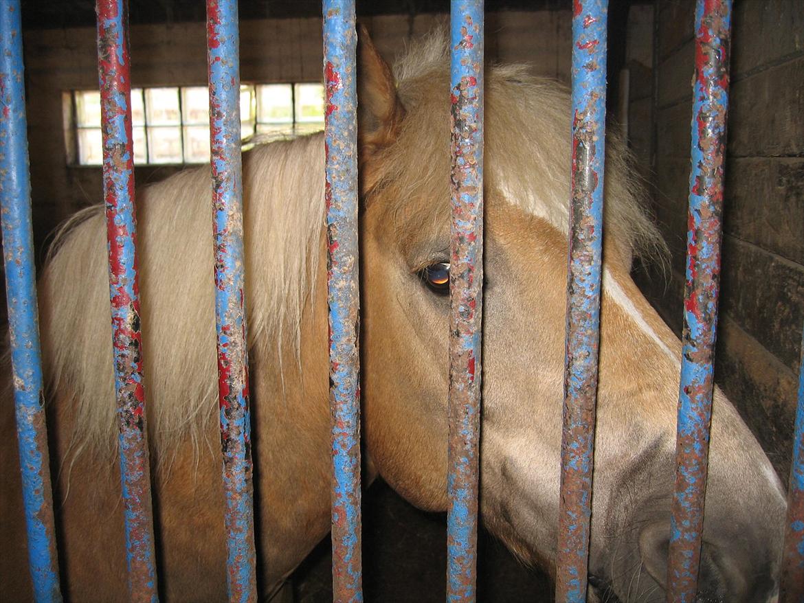 Haflinger August Svandborg  billede 4