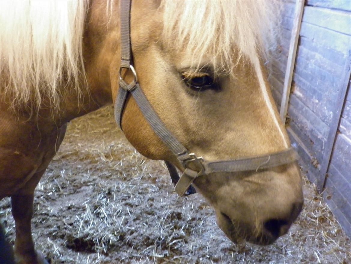 Haflinger August Svandborg  billede 5