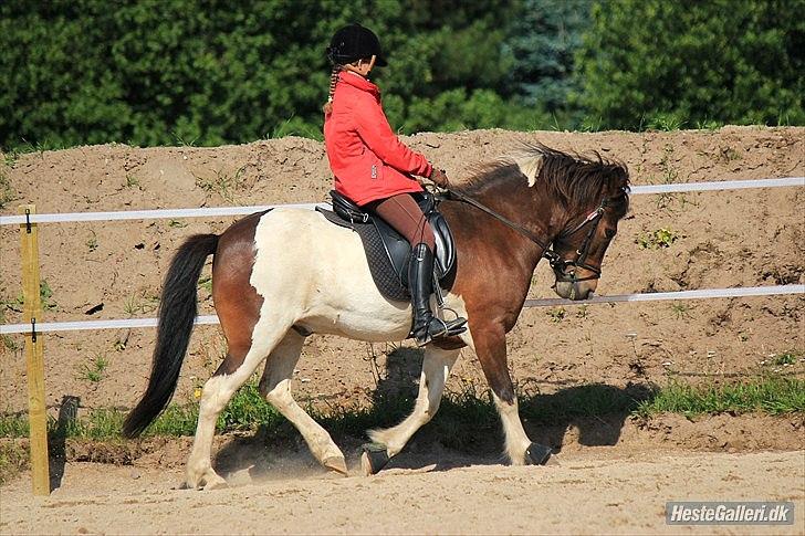 Islænder lokkur - foto laura bogut :-) billede 5