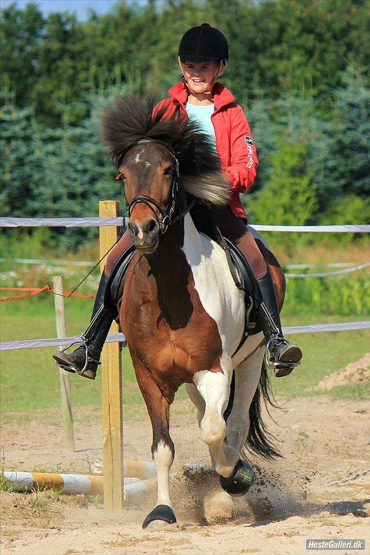 Islænder lokkur - foto laura bogut :-) billede 11